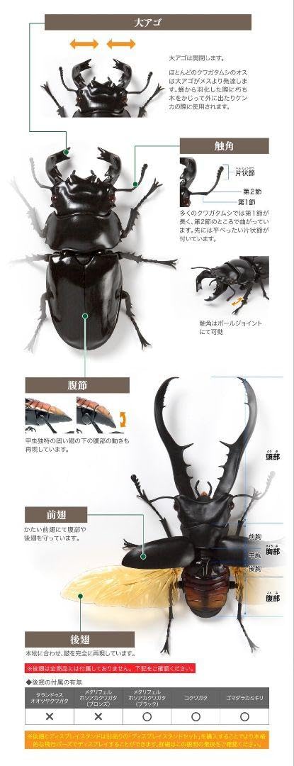 Amazon.co.jp: コクワガタ いきもの大図鑑くわがた04 昆虫